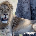 226 FacebookHeader TZA SHI SerengetiNP 2016DEC24 NamiriPlains 004  The moment you think that the lion is not posing for my photo - rather he's sizing me up for a meal. — @ Serengeti National Park, Shinyanga,Tanzania : 2016, 2016 - African Adventures, Africa, Date, December, Eastern, Month, Namiri Plains, Places, Serengeti National Park, Shinyanga, Tanzania, Trips, Year